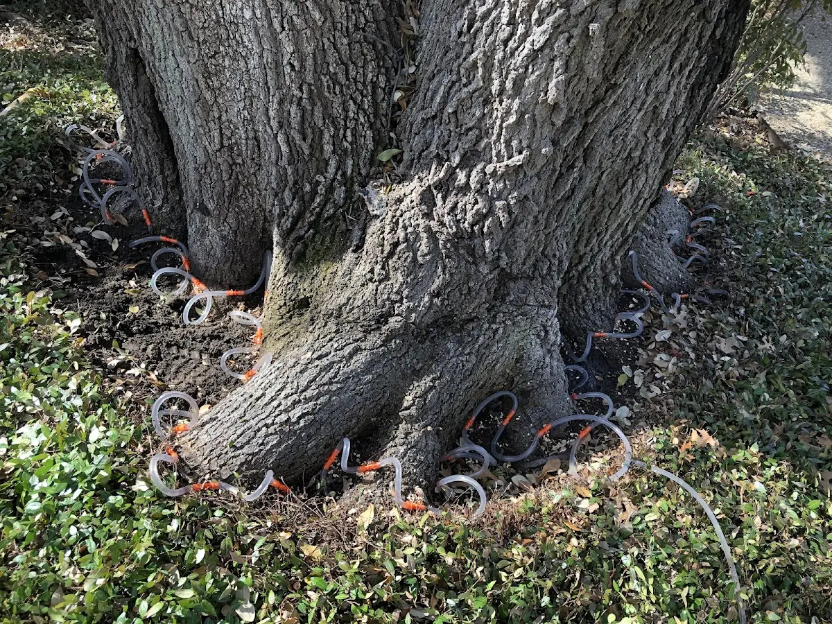 Detailed Tree Cabling and Bracing job site in Theodosia