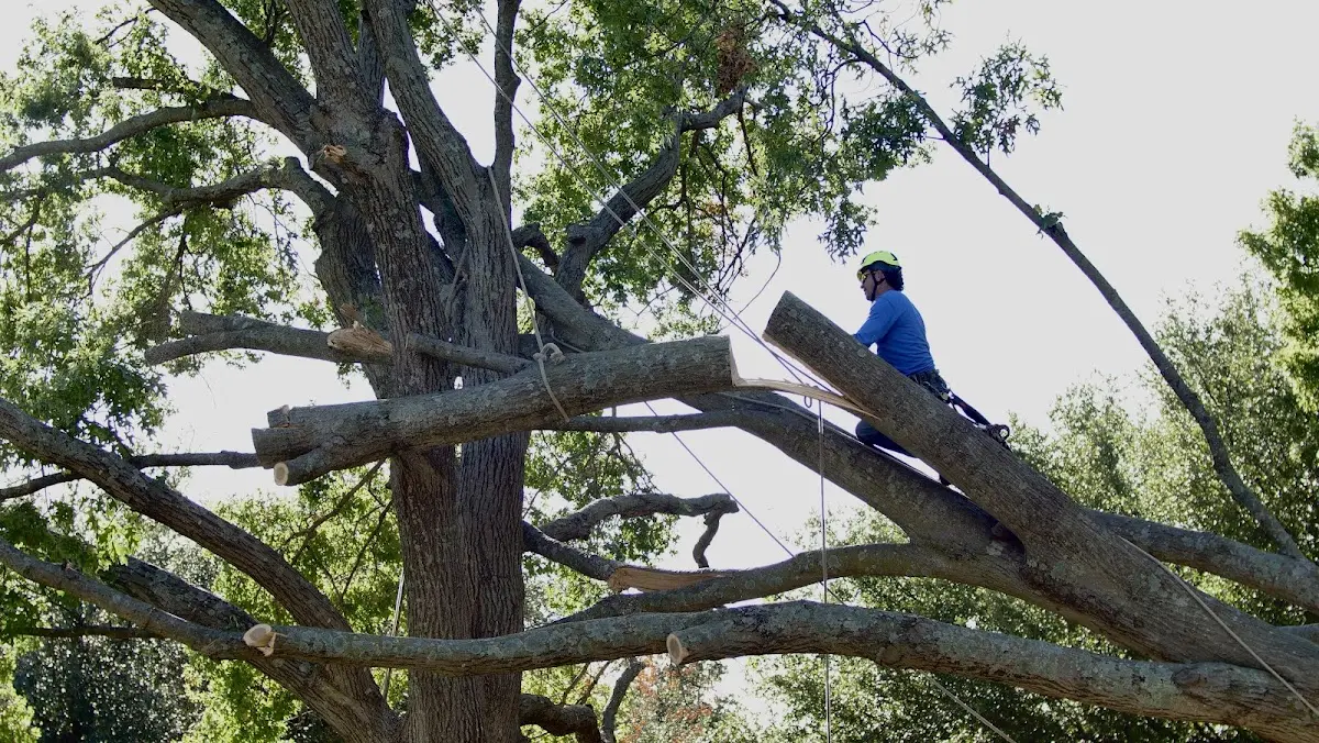 Professional Crown Thinning performed by certified arborists in Theodosia